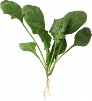 spinach, juicer recipe