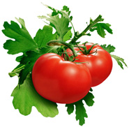 tomato, tomato juice, juicer recipe