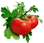 tomato