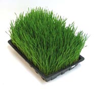 wheatgrass juice recipe